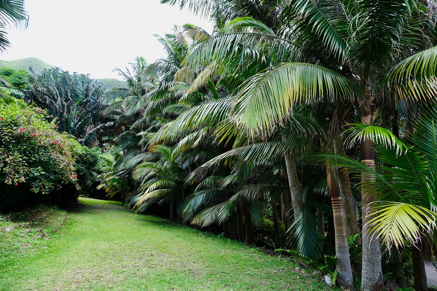 🌿 이시가키 섬 과학 정원 (이시가키지마 사이언스 가덴) 이미지 2